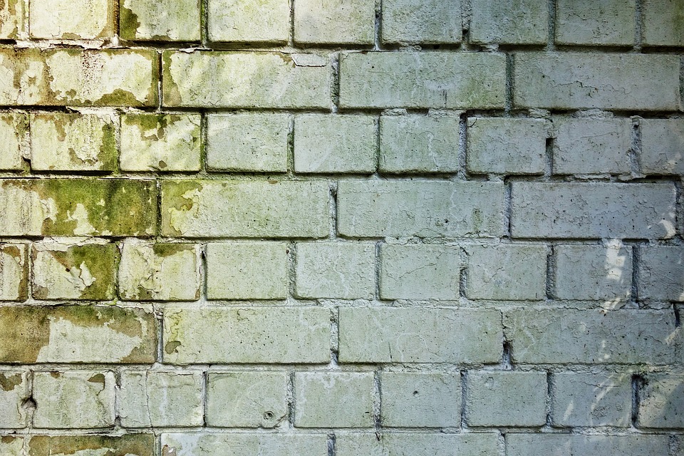 white brick wall with green mold and mildew