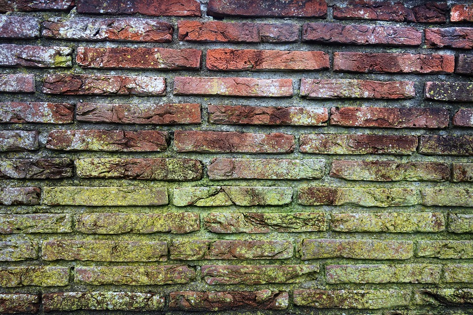 red brick wall covered in green mold