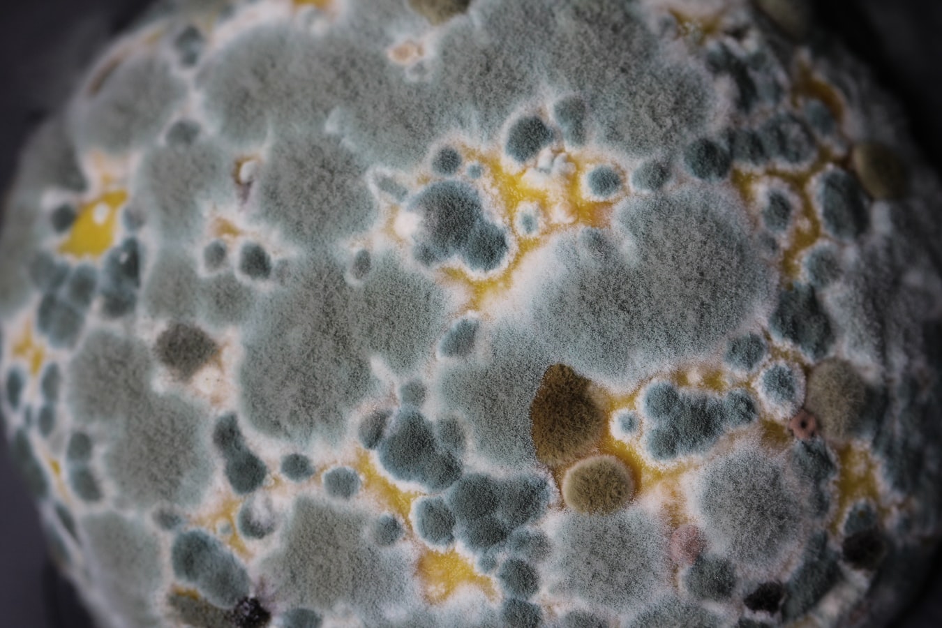 gray mold growing on citrus fruit