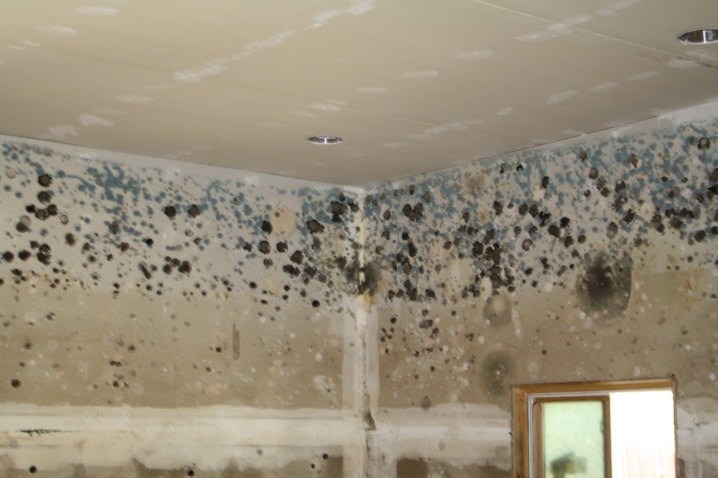 How to Remove Mold Safely