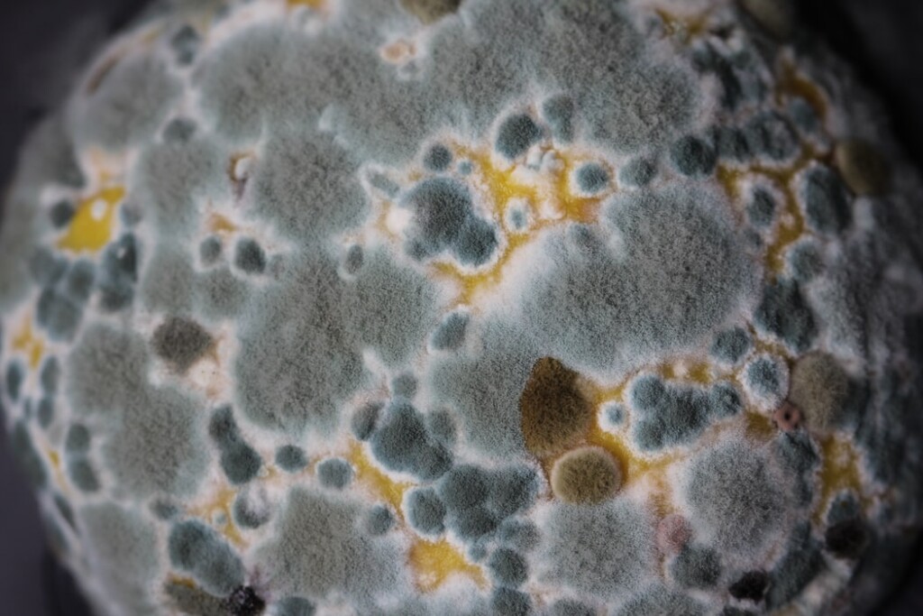 Up close image of a mold spore